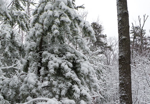 Snow on the Rough Trail